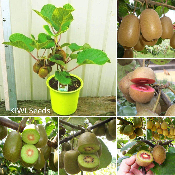 [Fast Grow] Ready Stock In Singapore KIWI Seeds Actinidia Vine Seeds Nutritious Delicious Fruit