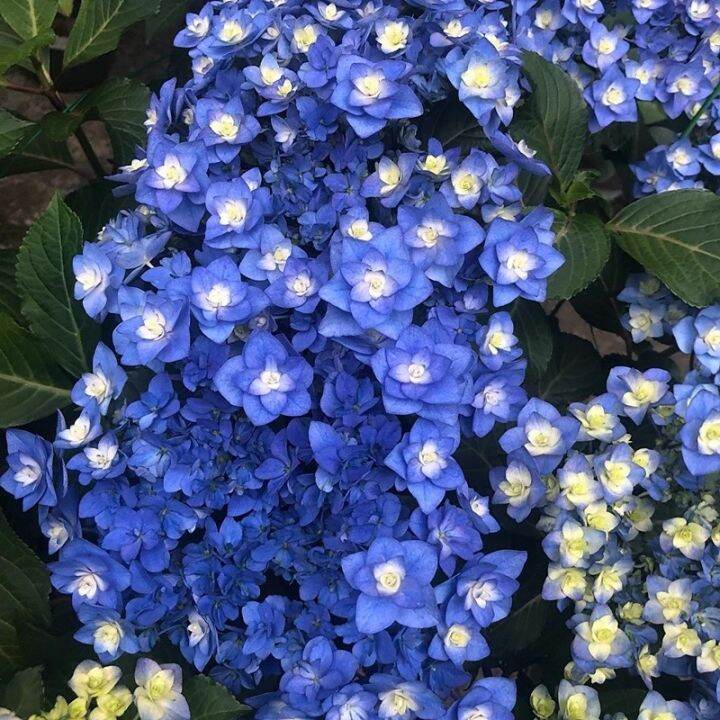 Hydrangea Flower Seeds Hydrangea Plant Bonsai Seeds Lazada PH
