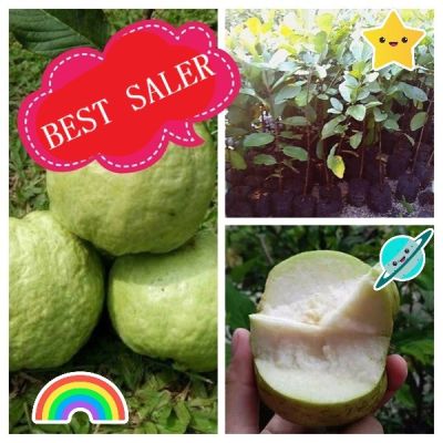 🍏กิ่งฝรั่งกิมจู ต้นละ 69 บาท ฝรั่งรสชาตอร่อย หวานเนื้อนิ่ม เม็ดน้อย พร้อมปลูก