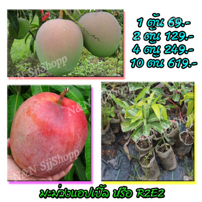 มะม่วงR2E2หรือมะม่วงแอปเปิ้ล 1 ต้น ผลมีลักษณะกลม เนื้อแข็ง ผลค่อนข้างใหญ่ มีต้นพันธุ์พร้อมส่ง