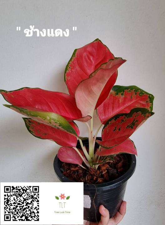 ต้นช้างแดง-aglaonema-sp-changdaeng-อโกลนีมา-ช้างแดง-ไม้มงคล-ไม้มงคลเรียกทรัพย์-ช้างแดง-บรรจุกระถางจัดส่ง