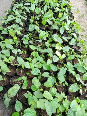 ต้นผักสาบหรือผักอีนูนผักพื้นบ้านวิตามินเยอะ2 ถุง 50 แบบชำราก