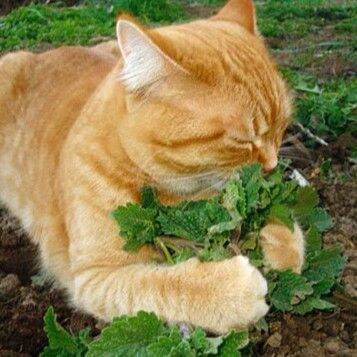 เมล็ดหญ้าแมวฟินแคทนิป-catnip-cat-herb-บรรจุซองละ100เมล็ด