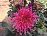 1 เหง้า/ชุุด รักเร่ Dahlia Bulb สายพันธุ์ Persian Carpet หัวรักเร่ ดอกไม้ หัวหน่อ นำเข้า เหง้า เนเธอร์แลน หัวสดใหม่