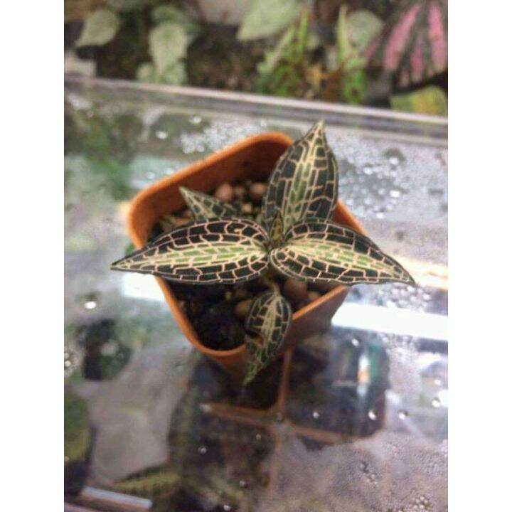jewel orchid Godyera snakes/jewel unik Lazada Indonesia