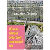 ( PRO+++ ) โปรแน่น.. !!(พร้อมส่ง)!!....เคราฤาษีแบบกิโล แบบไม่มีลวด (แถมTillandsia Cotton Candy คอตตอนแคนดี้ 1ต้น) ราคาสุดคุ้ม พรรณ ไม้ น้ำ พรรณ ไม้ ทุก ชนิด พรรณ ไม้ น้ำ สวยงาม พรรณ ไม้ มงคล