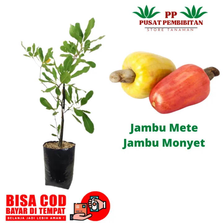 Bibit Pohon Jambu Mete Mede Jambu Mente Wisata Agrotani Lazada