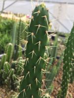 ? ถอดรากส่ง-แคคตัสหนามโหด # Opuntia #Cactus# กระบองเพชร#พืชทนแล้ง#ไม้ประดับ#ตกแต่งบ้าน#ตกแต่งคอนโด# จัดสวนถาด # ขนาดเทียบไม้บรรทัดนะคะ ของมีพร้อมส่ง เก็บเงินปลายทาง ?