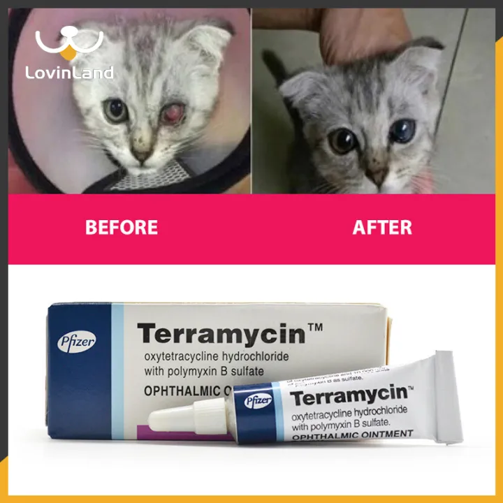 Ointment For Eye Infection Treatment In Dogs Cats Cattle Horses And ...