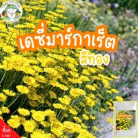 เมล็ดพันธุ์ เดซี่ มาร์กาเร็ต สีทอง golden marguerite daisy seeds 200 เมล็ด เมล็ดพันธุ์แท้ ปลูกง่าย โตไว ปลูกดอกไม้ ดอกเดซี่ เมล็ดเดซี่ ราคาถูก ประหยัด