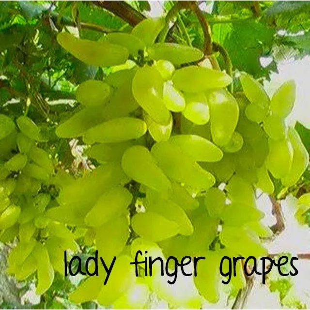 rare ladyfinger grapes fruit vining plant seeds Lazada PH