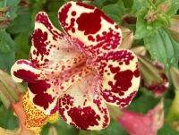 เมล็ดพันธุ์ มิมิวลัส / ไทเกอร์ มังกี้ mimulus tigrinus tiger monkey 400 เมล็ด เมล็ดพันธุ์นำเข้าจากอังกฤษ