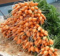 Parisian Carrot (400 seeds) แครอทกลม ปาริเซียน (400 เมล็ด)