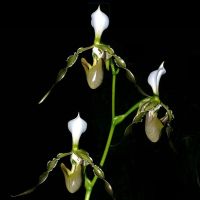 รองเท้านารีเชียงดาว Paphiopedilum dianthum กล้วยไม้ กล้วยไม้รองเท้านารี รองเท้านารี