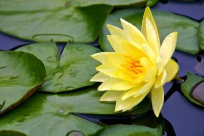 5 เมล็ด เมล็ดบัว ดอกสีเหลือง ดอกเล็ก พันธุ์แคระ จิ๋ว ของแท้ 100% เมล็ดพันธุ์บัวดอกบัว ปลูกบัว เม็ดบัว สวนบัว บัวอ่าง Lotus seeds.