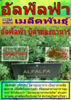 AGPV เมล็ดพันธุ์ อัลฟัลฟ่า บิดาของอาหาร ราคาต่อ1ซอง