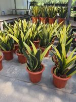 Sansevieria trifasciatahort. ex Prain cv. Goldflame สินค้าขายดี ลิ้นมังกร โกลเด้นเฟรม (GOLDEN FRAME) ไม้ฟอกอากาศ ไม้มงคล ให้ออกซิเจนตอนกลางคืน กระถางขนาด 8 นิ้ว