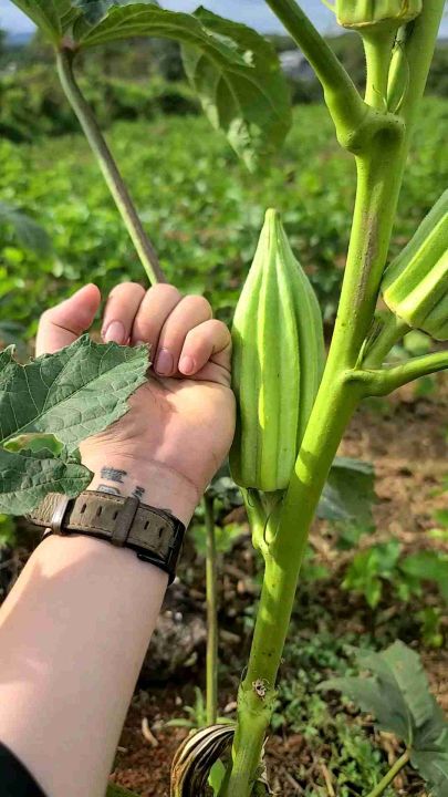 Kỹ thuật trồng cây đậu bắp Nhật