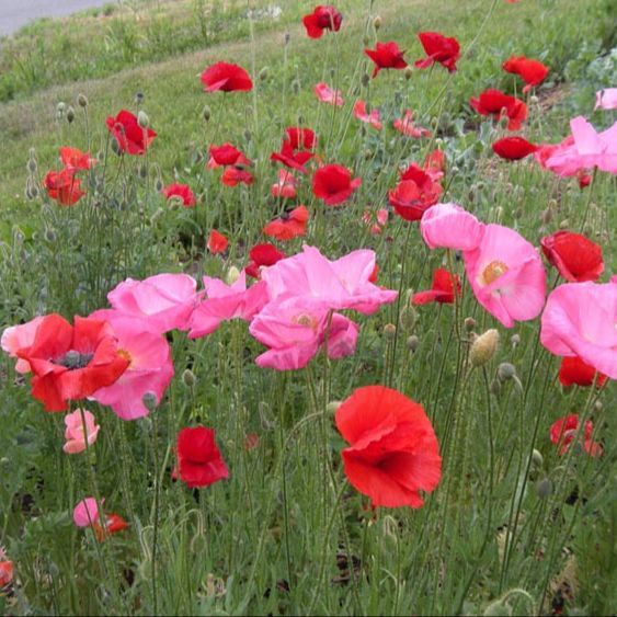 เมล็ดดอกป็อปปี้-คละสี-poppy-flower-mix-ปลูกประดับสวยงามประมาณ100-300เมล็ด-ซอง