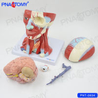 Spot parcel post in Anatomy of Head Muscle Model Skull Neck Teaching Detachable 10 Parts English Instruction Mark Number