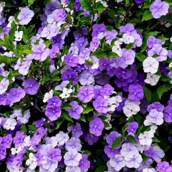 [Shrubs] Brunfelsia Dwarf Latifolia Yesterday Today Tomorrow (YTT ...