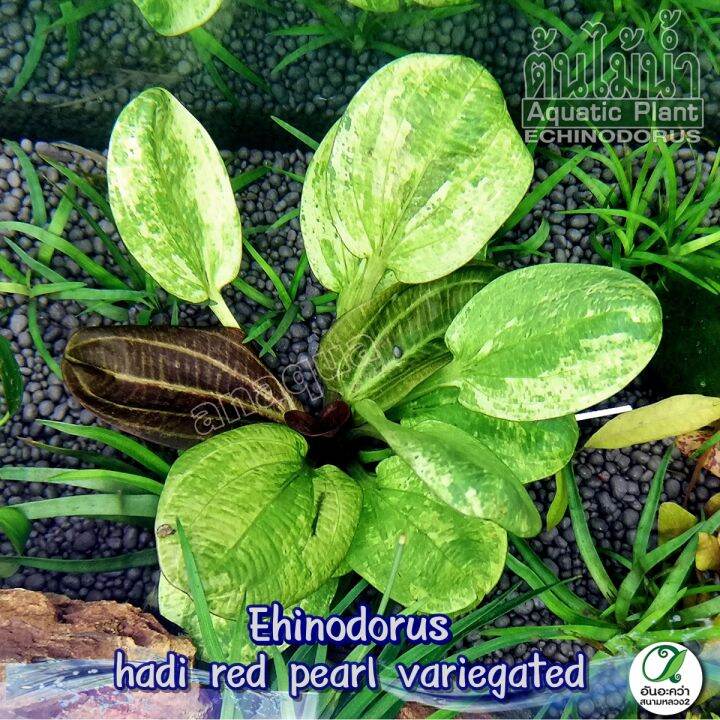 echinodorus-hadi-red-pearl-variegated-อะเมซอนด่าง