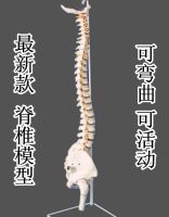 Human spinal orthopedic spine bone big model of medical adult thoracic vertebra pelvis structure