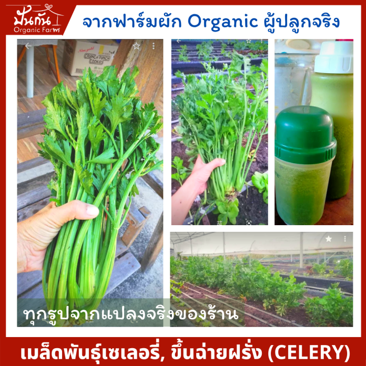 เมล็ดพันธุ์-celery-เซเลอรี่-ขึ้นฉ่ายฝรั่ง-คึ่นช่ายยักษ์-เซเลรี่-บรรจุ250-เมล็ด-ผักสวนครัว-พร้อมเอกสารแนะนำการปลูก-organic-celery-จากปันกันออร์แกนิคฟาร์ม