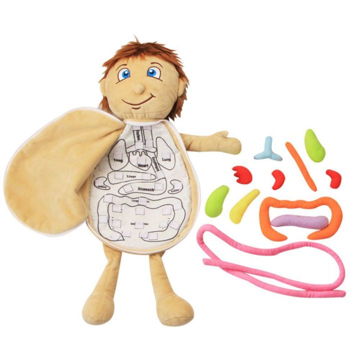 1-pc-doll-model-anatomy-doll-human-torso-body-model-anatomy-anatomical-internal-organs-for-teaching-educational-soft-toy
