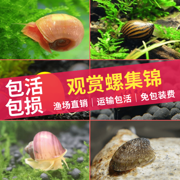 Bees horned snails, black king kong abalone snails, apple snails, algae