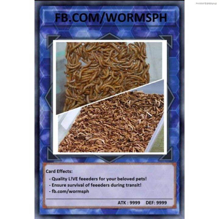 fgjhgj-bottom-feeders-superworm-superworms-and-mealworm-mealworms-pet