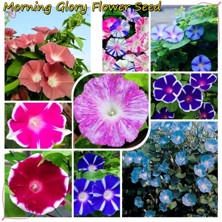 [Hot Sale] 1000 Pcs Colorful Morning Glory Flower Seed / Petunia Seed ...