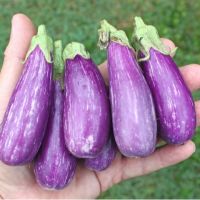 เมล็ดพันธุ์ มะเขือ แฟรี่เทล (Fairytale Eggplant F1 Seed) บรรจุ 50 เมล็ด คุณภาพดี ราคาถูก ของแท้ 100% [ไม่ใช่พืช! เป็นเมล็ดพันธุ์] [คลังสินค้าจุด][ขายตรงจากโรงงาน][ของแท้อย่างเป็นทางการ][โปรโมชั่นลดราคา][50 เมล็ดพันธุ์][เมล็ดผลไม้][เมล็ดพันธุ์ผัก][อร่อยจัง