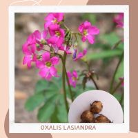 ( Pro+++ ) (พร้อมส่ง) หัวOxalis lasiandra นำเข้า 1ชุด3หัว ราคาคุ้มค่า พรรณ ไม้ น้ำ พรรณ ไม้ ทุก ชนิด พรรณ ไม้ น้ำ สวยงาม พรรณ ไม้ มงคล