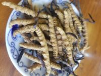 ตังถั่งเช่าจากธิเบต ( Cordyceps)