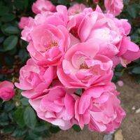 10 เมล็ดพันธุ์ Modern Shrub Rose Seeds พันธุ์นอก ดอกใหญ่ ไม้ยืนต้น สายพันธุ์ Angela ออกดอกสีชมพู