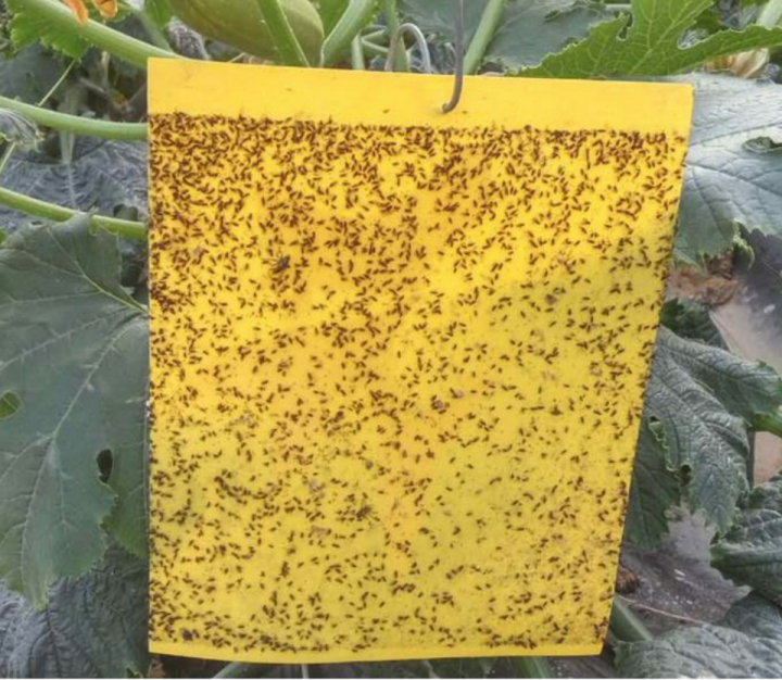Doublesided Yellow sticker tape / Nonchemical insect catcher / aphids
