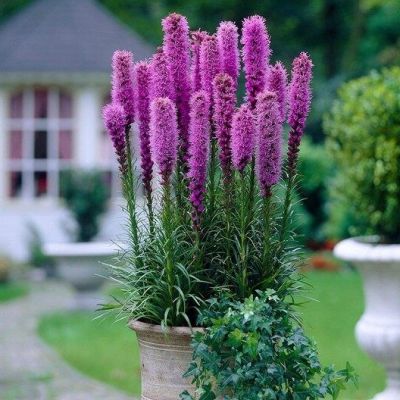 เมล็ดพันธุ์ Seeds Bonsai ลิอะทริส liatris spicata gayfeather 300 เมล็ด เมล็ดพันธุ์ Seeds Bonsaiนำเข้าจาก อังกฤษ