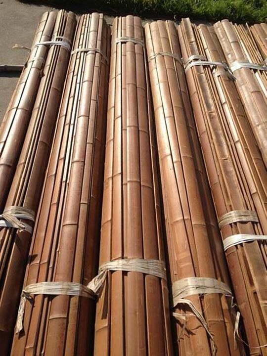 ขายส่ง-500-เมล็ด-เมล็ดไผ่moso-ไผ่โมโซ-moso-bamboo-phyllostachys-pubescens-ไผ่ลำเดี่ยว-ไผ่-bamboo-สารสกัดจากไผ่-พืชเศรษฐกิจ-สายพันธุ์ไผ่-ถ่านไม้ไผ่