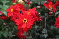 1 หัว /ชุุด เหง้า ต้นรักเร่ Dahlia Bulb สายพันธุ์ Bishop of Llandaff สีแดง หัวรักเร่ ดอกไม้ ดอกรักเร่ รักแรกพบ เฟิร์สเลิฟ ดอกไม้นำเข้า พร้อมให้ดอก