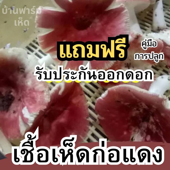 เชื้อเห็ดก่อแดง-เชื้อเห็ด-ก่อเกษตรดอกใหญ่ๆ-ปลุกกับต้นยางนาออกดอกทั้งปี-เชื้อเห็ดก่อแดงเข้มข้น