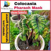 Nadthida Colocasia Pharaoh Mask ตัดสด ไม่ตัดใบ โคโลคาเซีย หน้ากากฟาโรห์ Nadtida ต้นไม้ตายระหว่างขนส่ง เคลมฟรี