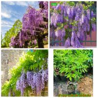 (vาย ต้นพันธุ์)มี6สีให้เลือก ดอก ต้น วิสทีเรีย / วิสเทอเรีย ( Wisteria ) ไม้ไทยดอกหอม สี ขาว ม่วง ชมพู เหลือง ชมพูอ่อน