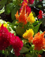 เมล็ดพันธุ์ สร้อยไก่ คละสี เซโลเซีย 500 เม็ด (Celosia Plumosa / Plumed Celosia)