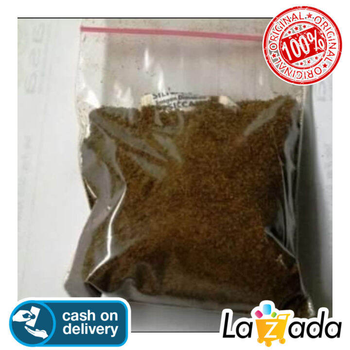 Gr Biji Benih Pohon Kayu Jabon Putih Lazada Indonesia