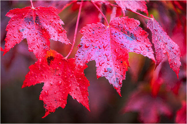 เมเปิลแดง-red-maple-tree-บรรจุชุดละ-10-เมล็ด