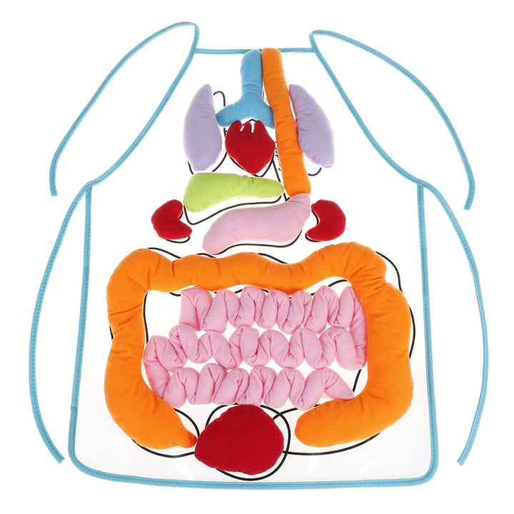 uni-sissi-anatomy-ผ้ากันเปื้อนร่างกายมนุษย์อวัยวะเกี่ยวกับข้อมูลเชิงลึกของเล่นเด็ก