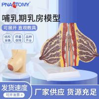 Supply lactating breasts model medical teaching human anatomy of the breast model of breast structure model