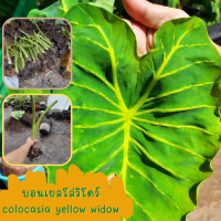 1 ต้น colocasia yellow widow หรือราชินีฟาโรห์เหลือง กระดูกใบเหลืองสวย เด่น ส่งแบบตัดใบออก สินค้าพร้อมจัดส่ง