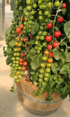 50 เมล็ด เมล็ดมะเขือเทศ สายพันธุ์ มะเขือเทศเชอรี่ ทานสด บอนไซ ของแท้ 100% อัตรางอก 70-80% Tomato Seeds มีคู่มือปลูก ปลูกในกระถางได้ USA Product